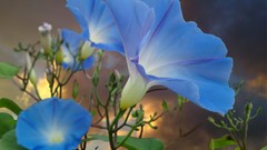 Nature Flowers blue flowers