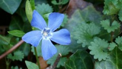 Nature Flowers blue flowers