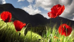 Nature Flowers buds Poppies