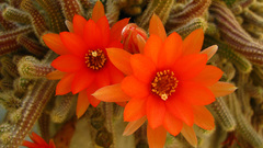 Nature Flowers cactus flowers