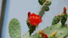 Nature Flowers cactus flowers