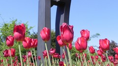 Nature Flowers cars grass