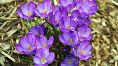 Nature Flowers crocus purple