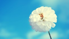 Nature Flowers dahlias white