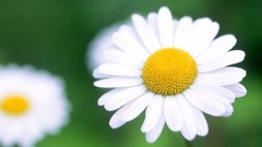 Nature Flowers Daisy Daisies