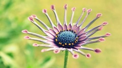 Nature Flowers Daisy macro