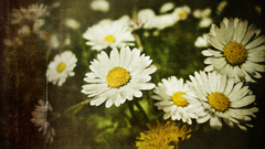 Nature Flowers Daisy Plants