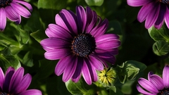 Nature Flowers Daisy purple