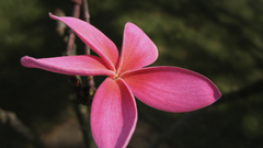 Nature Flowers depth of