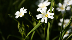 Nature Flowers depth of