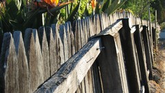 Nature Flowers fences outdoors