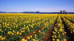 Nature Flowers fields daffodils