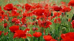 Nature Flowers fields Poppies