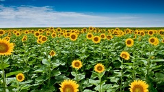 Nature Flowers fields Sunflowers