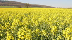 Nature Flowers fields yellow