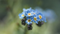 Nature Flowers Forget-me-nots blue