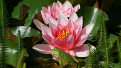 Nature Flowers Frogs lily