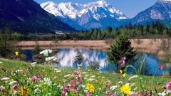 Nature Flowers Garden meadows