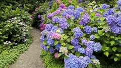 Nature Flowers Garden Plants