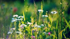 Nature Flowers grass depth