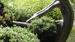 Nature Flowers grass grain