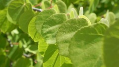 Nature Flowers grass grain