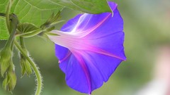 Nature Flowers grass grain