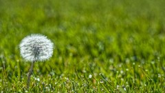 Nature Flowers grass Plants
