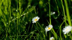 Nature Flowers grass spring