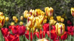 Nature Flowers grass tulips