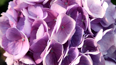 Nature Flowers hydrangea Hydrangeas