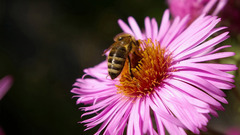 Nature Flowers insects Plants