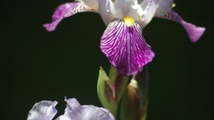 Nature Flowers iris purple