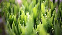 Nature Flowers leaves lily