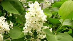 Nature Flowers lilac white