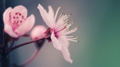 Nature Flowers macro blossom