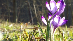 Nature Flowers macro crocus
