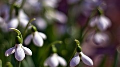 Nature Flowers macro depth