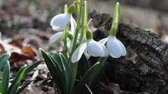 Nature Flowers macro depth