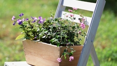 Nature Flowers macro flowerpot