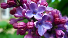 Nature Flowers macro lilac