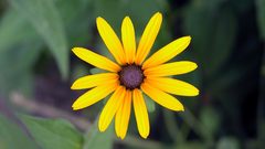 Nature Flowers macro yellow