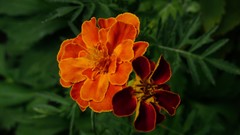 Nature Flowers Marigold