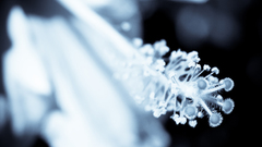 Nature Flowers monochrome macro