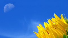 Nature Flowers moon skyscapes