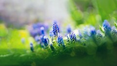 nature Flowers muscari depth of field blue flowers Plants