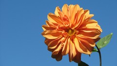 Nature Flowers orange flowers
