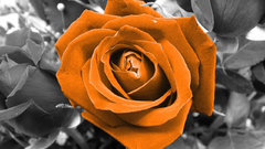 Nature Flowers orange selective