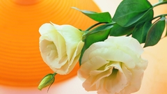 Nature Flowers orange white