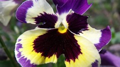 Nature Flowers pansies